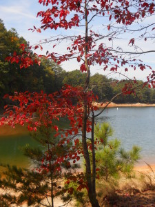 Fall foliage on Lake Lanier ~~ Photograph by Robert Sutherland