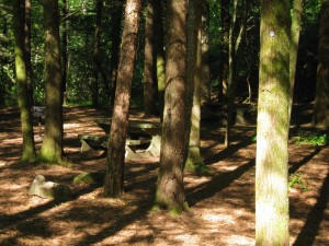 Wander the forest for free on National Public Lands Day, 9-28-13. ~~ Photograph by Robert Sutherland