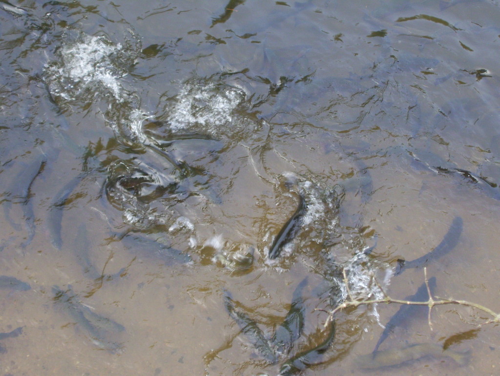 Section of Soque River Added to National Forest Lake Lanier
