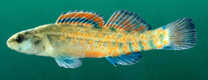 Gulf Darter